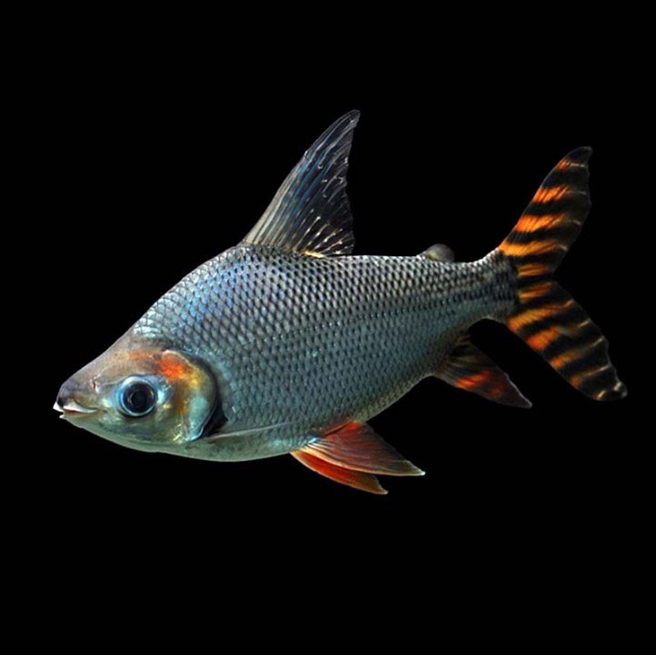 Bhutan Straight striped Phoenix fish