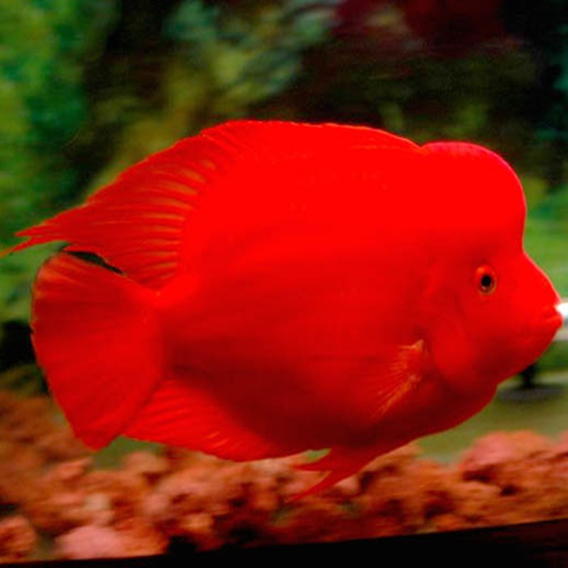 Bhutan Caishen parrot fish - red Caishen fish