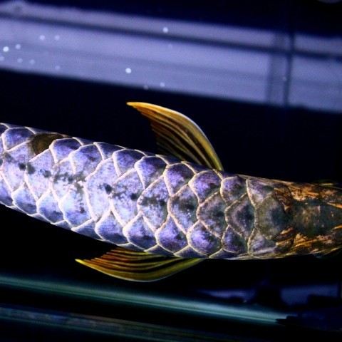 Bhutan Blue backed Arowana