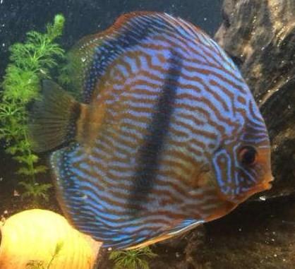 Bhutan Hegel wild color fish with yellow background