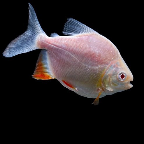 Bhutan Baizi silver plate fish