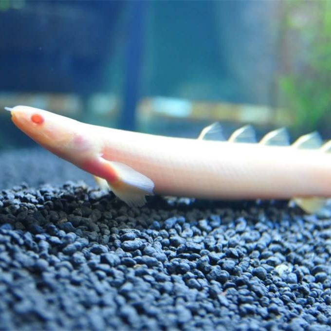 Bhutan Albino nine horned Arowana