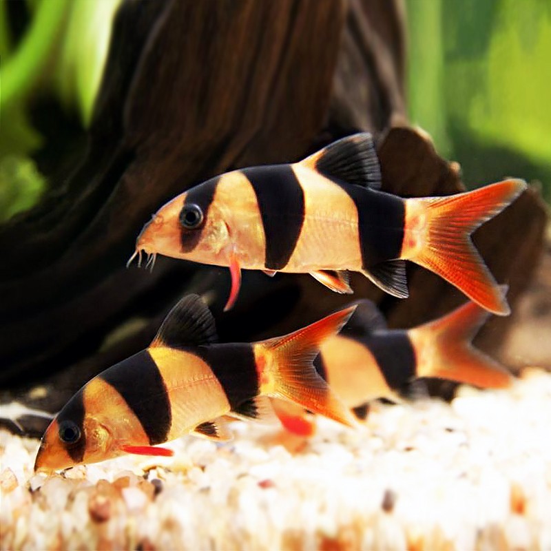 Bhutan Emperor Sanjian rat fish