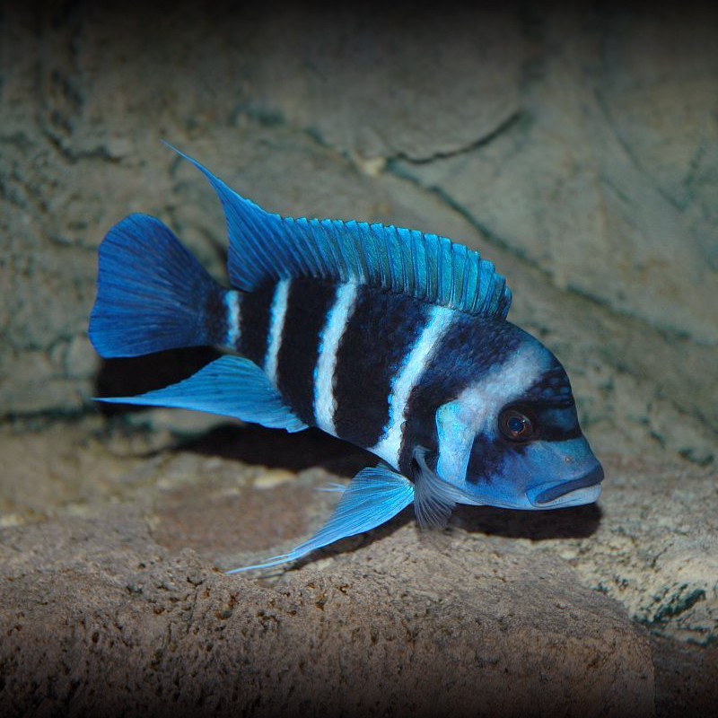 Bhutan Ibaka fish