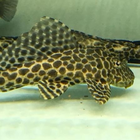 Bhutan Leopard fish