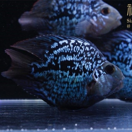 Bhutan Black card fish