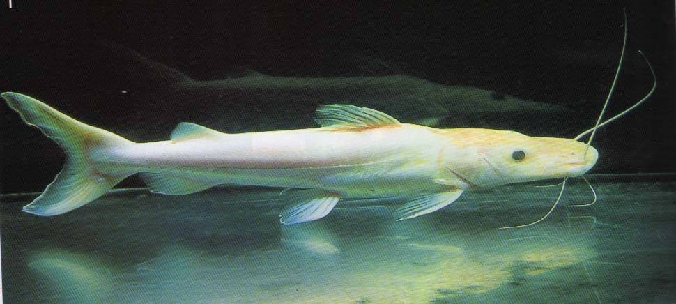 Bhutan Albino duck billed fish