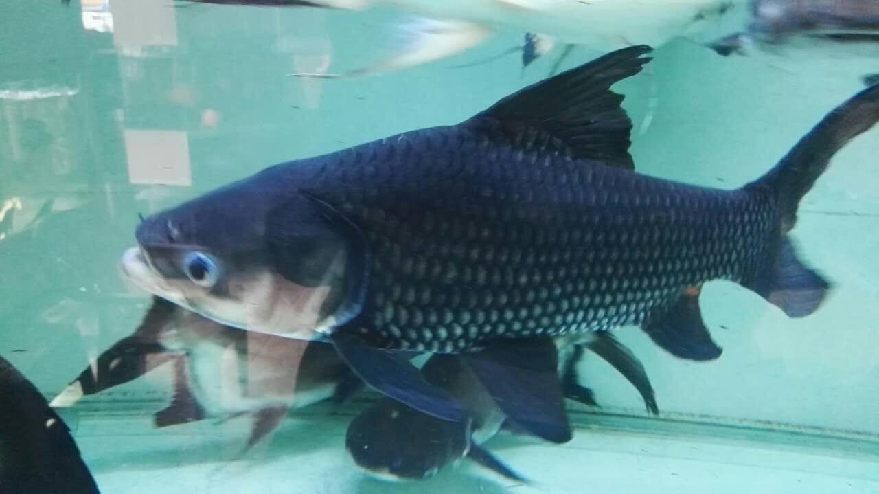 Bhutan Siamese giant carp