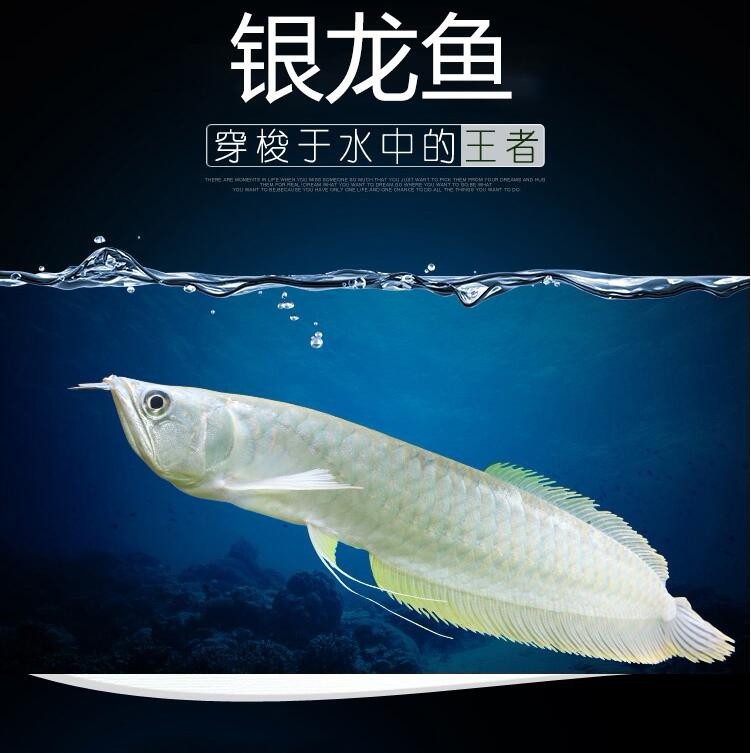 Bhutan Silver Arowana