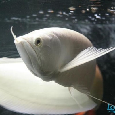 Bhutan Snow dragon fish