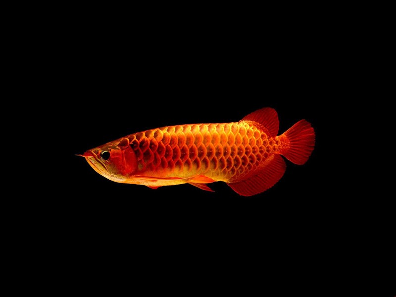 Bhutan Red arowana with blue background