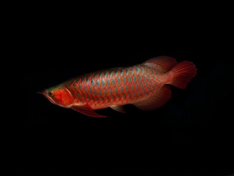 Bhutan Red arowana with green bottom