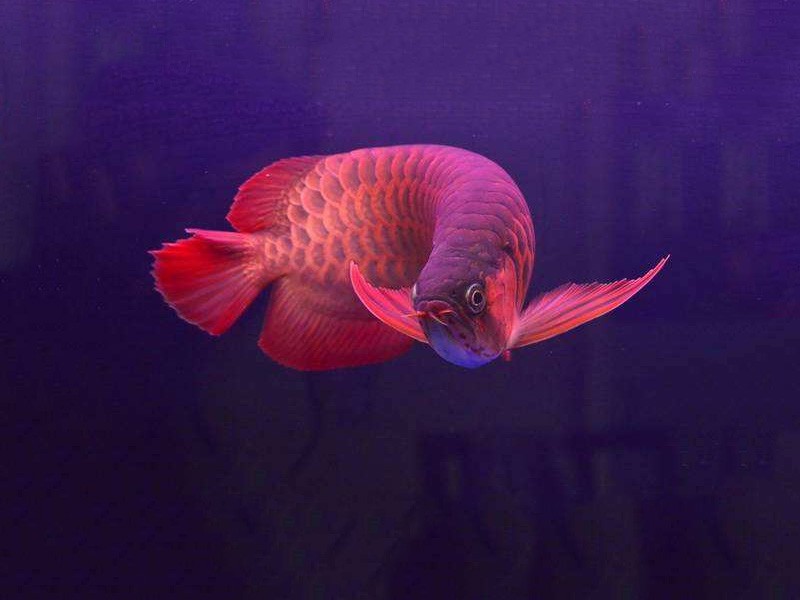 Bhutan Chili red arowana 2