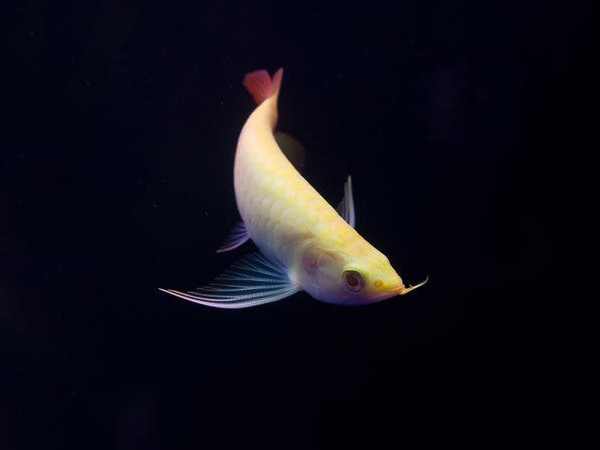 Bhutan Albino red Arowana