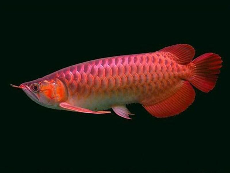 Bhutan Chili red Arowana