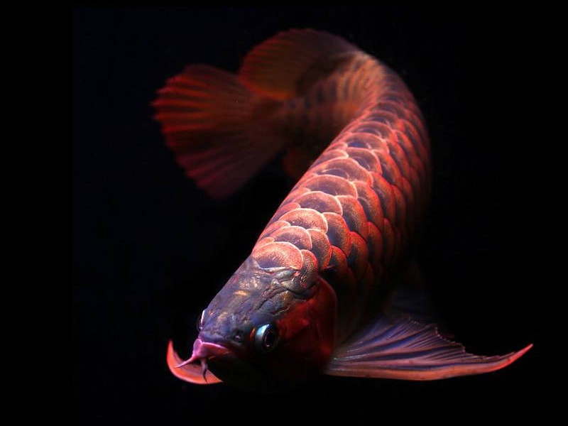 Bhutan Orange red Arowana