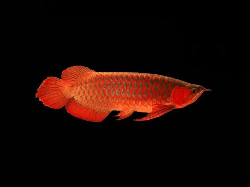 Bhutan Red bottom red Arowana