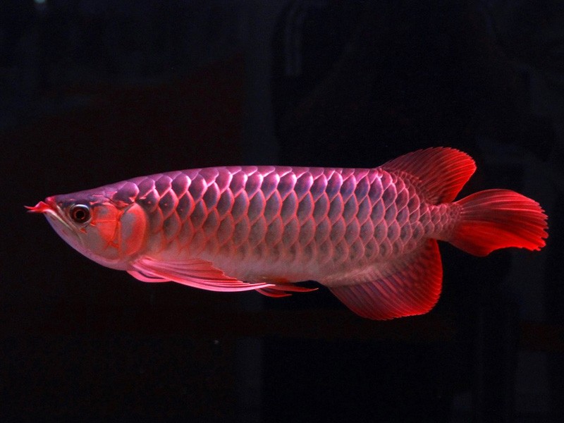 Bhutan Great Lake red Arowana